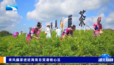 来凤藤茶进驻海南自贸港核心区