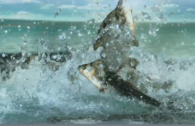 看得见的理儿：通往新时代“鱼米之乡”的鲜活之路