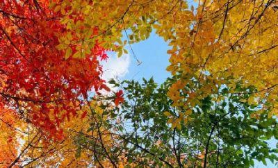 双休日湖北气温再度“起飞” 最高可达21℃