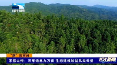 孝感大悟：三年造林九万亩 生态建设绘就鸟类天堂