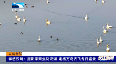孝感汉川：摄影家聚焦汈汊湖 定格万鸟齐飞冬日盛景