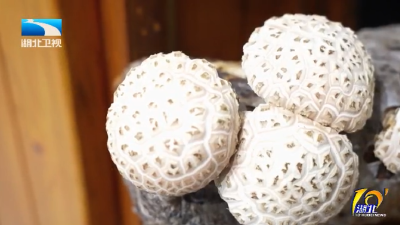 随州：小香菇“链”出百亿产业