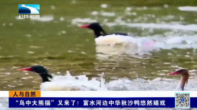 “鸟中大熊猫”又来了！富水河边中华秋沙鸭悠然嬉戏 