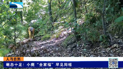 人与自然 | 萌态十足！小麂“全家福”罕见同框