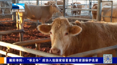 襄阳枣阳：“枣北牛”成功入选国家级畜禽遗传资源保护名录