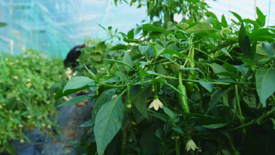 襄阳南漳：被誉为“辣椒界爱马仕”的樟树港辣椒喜迎丰收
