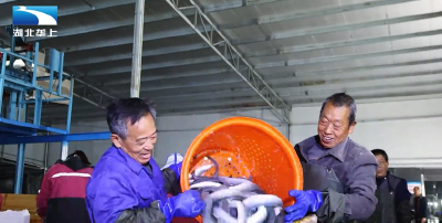宜昌远安：生态鳗鱼迎丰收 深山鲜味出国门