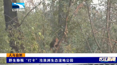 人与自然｜野生猕猴“打卡”沧浪洲生态湿地公园