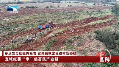 宜城红薯“串”起富民产业链