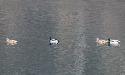 湖北竹山：绿头鸭飞抵堵河越冬栖息