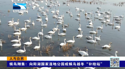 人与自然 | 候鸟翔集！向阳湖国家湿地公园成候鸟越冬“补给站”