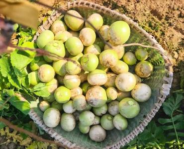 孝感安陆：冬闲时节，这款“实力派”萝卜闲不住了！