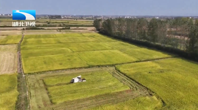 2025年12月15日湖北新闻