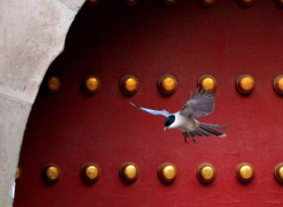 收藏！把故宫的鸟儿框进壁纸