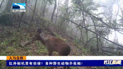 ​人与自然 | 红外相机里有些啥？多种野生动物齐亮相！