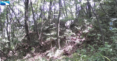 生态湖北：襄阳南漳生物多样性保护成效显著