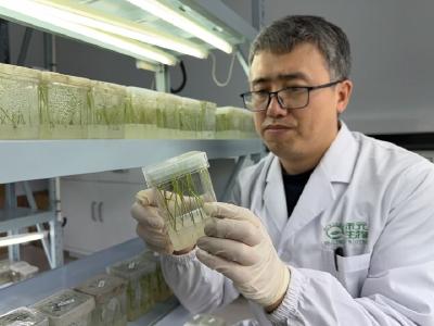 一粒稻米，如何变身“黄金救命药”？