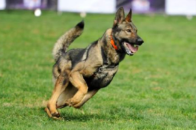 打造中国警犬自主品牌！昆明犬已推广到10余个国家地区