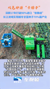 打破垄断！我国越冬甘蓝种子实现70%国产化