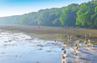 4位亲历者见证麋鹿保护世界传奇：从诺亚方舟到东方乐园