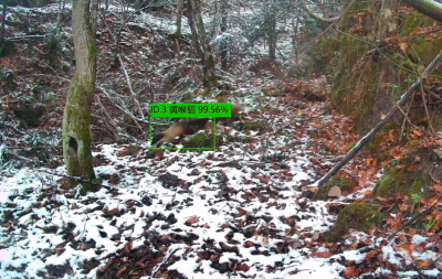 雪后动物“网上见”：看神农架红外相机镜头里千姿百态的“动物世界”