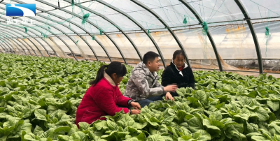 襄阳保康：全力应对寒潮 保障蔬菜安全过冬