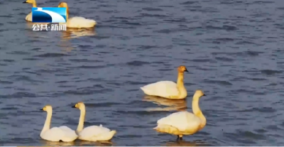 人与自然丨孝感汉川：摄影家聚焦汈汊湖 定格万鸟齐飞冬日盛景