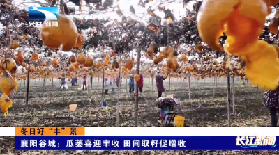 襄阳谷城：瓜蒌喜迎丰收 田间取籽促增收