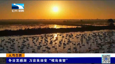 人与自然｜冬日龙感湖 万亩良田变“候鸟食堂”