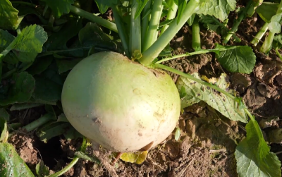 丰收大湖北：冬季迎丰收 乡亲田间采收忙