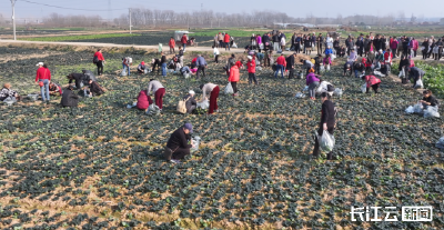 采泡泡青火了！200余武汉客组团来随采摘
