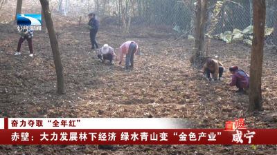 咸宁赤壁：大力发展林下经济 绿水青山变“金色产业”