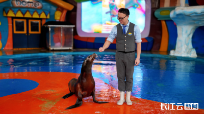 网红海狮“小小”线下粉丝见面会，“魔性舞姿”引爆欢乐互动