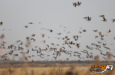 万里迁徙，有“证”可寻——从候鸟环志看洪湖湿地生态转变