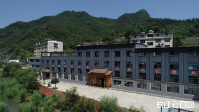 十堰郧西：一片 “美人茶” 满腔故乡情！