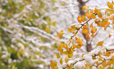 多地有望迎来今冬初雪，立冬以来最大规模雨雪上线