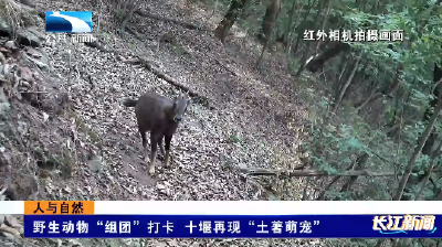 人与自然｜野生动物“组团”打卡 十堰再现“土著萌宠”