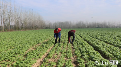 襄阳宜城：农技专家田间问诊 护航小麦油菜安全越冬