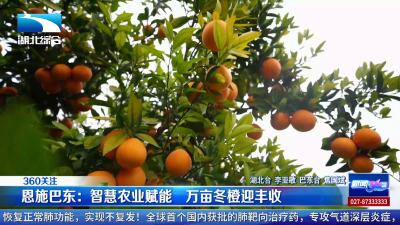 恩施巴东：智慧农业赋能 万亩冬橙迎丰收