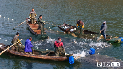 襄阳南漳：冬捕正当时 鱼跃人欢庆丰收