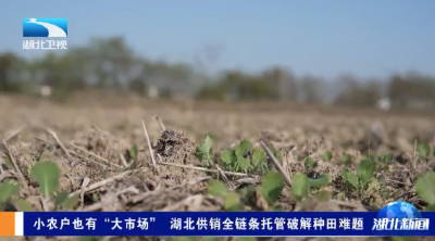 小农户也有“大市场” 湖北供销全链条托管破解种田难题