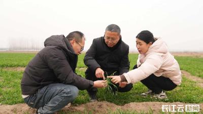 襄阳宜城：科技送暖 农技护航 全力迎战风雪保粮油