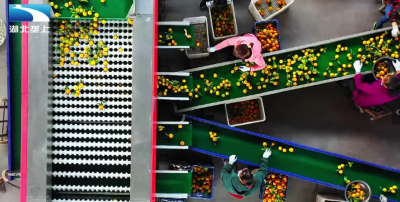 宜昌远安：“从皮到渣”零废弃利用 “吃干榨净”小柑橘