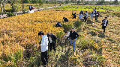 湖大自主培育的“生科米”端上师生餐桌