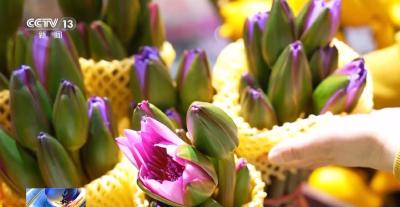 特色年宵花上新 各地畅销品种不同 你选哪一种？