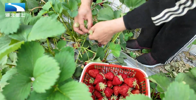 丰收大湖北：采摘乐趣多 果蔬引客来