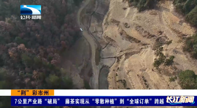 “荆”彩市州 | 7公里产业路“破局” 藤茶实现从“零散种植”到“全球订单”跨越