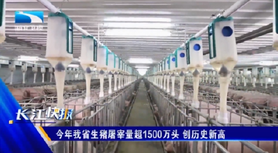 今年我省生猪屠宰量超1500万头 创历史新高
