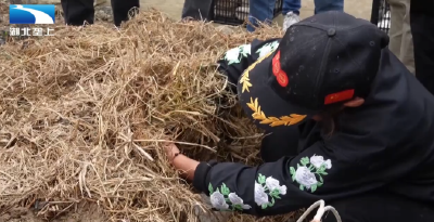 黄石阳新：亩耗稻草三吨 林下种菇“点草成金”