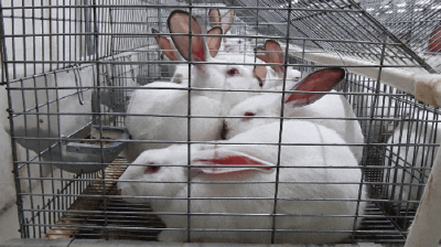 南漳九集镇曾家庄村：“小兔子”蹦出乡村振兴“大产业”